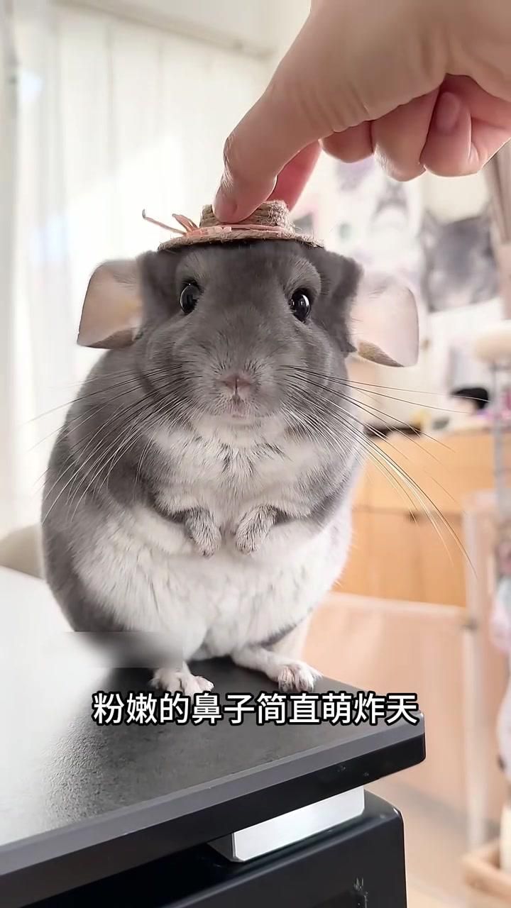 龍貓和貓哪個更適合孩子，龍貓和貓哪個更適合孩子養，