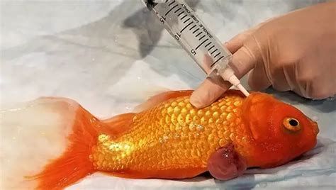 魚缸用增氧泵價格是多少:魚缸增氧機-xtrac增氧機-xtrac增氧機 金魚受傷破皮會自愈嗎,金魚受傷破皮會自愈嗎金魚受傷后自愈可能性極低 龍魚百科 金魚受傷破皮會自愈嗎,金魚受傷破皮會自愈嗎金魚受傷后自愈可能性極低 金魚受傷破皮會自愈嗎,金魚受傷破皮會自愈嗎金魚受傷后自愈可能性極低 龍魚百科