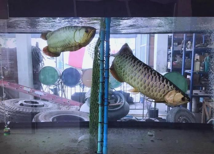 如何正確飼養(yǎng)龍魚,如何正確的飼養(yǎng)龍魚 龍魚百科 第6張 如何正確飼養(yǎng)龍魚,如何正確的飼養(yǎng)龍魚 如何正確飼養(yǎng)龍魚,如何正確的飼養(yǎng)龍魚 龍魚百科 第6張
