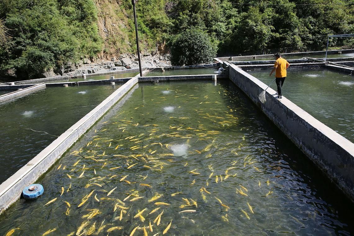 清流龍魚的營養價值有哪些？，關于“清流龍魚”的一些建議