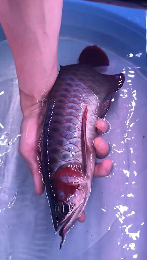 如何鑒別紫色龍魚的真偽？，如何鑒別紫色龍魚