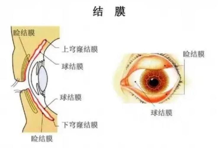 如何預(yù)防魚眼睛白膜復(fù)發(fā)，arxiv論文助手（arxiv論文助手”未返回有效論文 如何預(yù)防魚眼睛白膜復(fù)發(fā)，arxiv論文助手（arxiv論文助手”未返回有效論文 龍魚百科 第3張