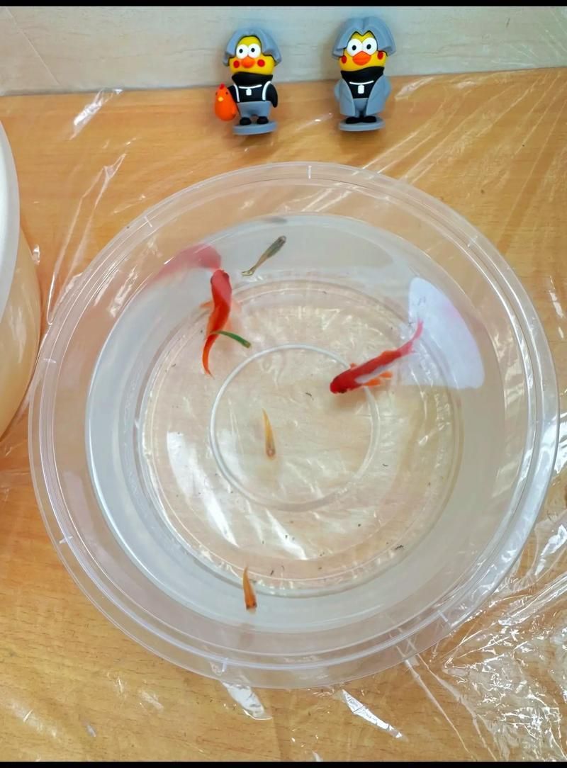 如何判斷金龍魚是否消化不良？，如何判斷金龍魚是否消化不良？——權(quán)威癥狀識別與實(shí)操指南