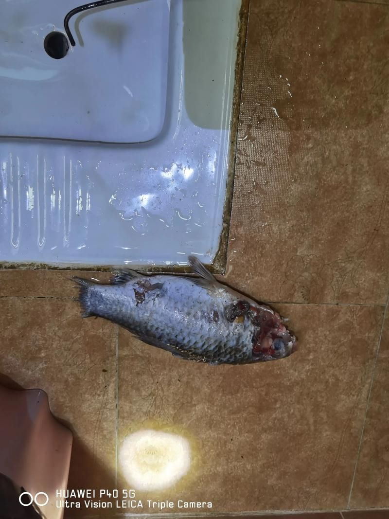 如何判斷金龍魚是否消化不良？，如何判斷金龍魚是否消化不良？——權(quán)威癥狀識別與實(shí)操指南