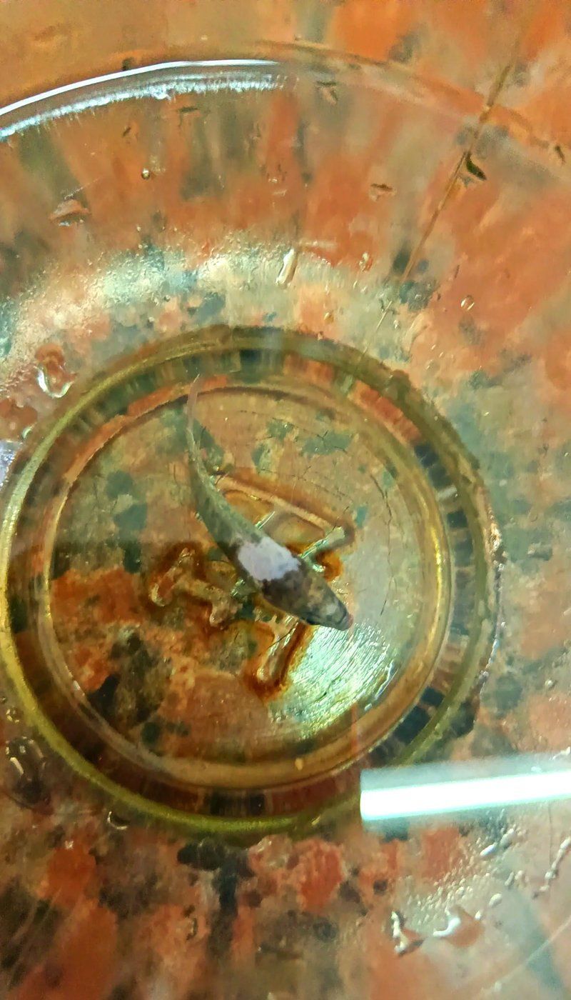 魚鰓蓋損壞后如何緊急處理，關(guān)于魚鰓蓋損傷處理