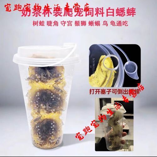 有哪些活餌適合小龍魚食用