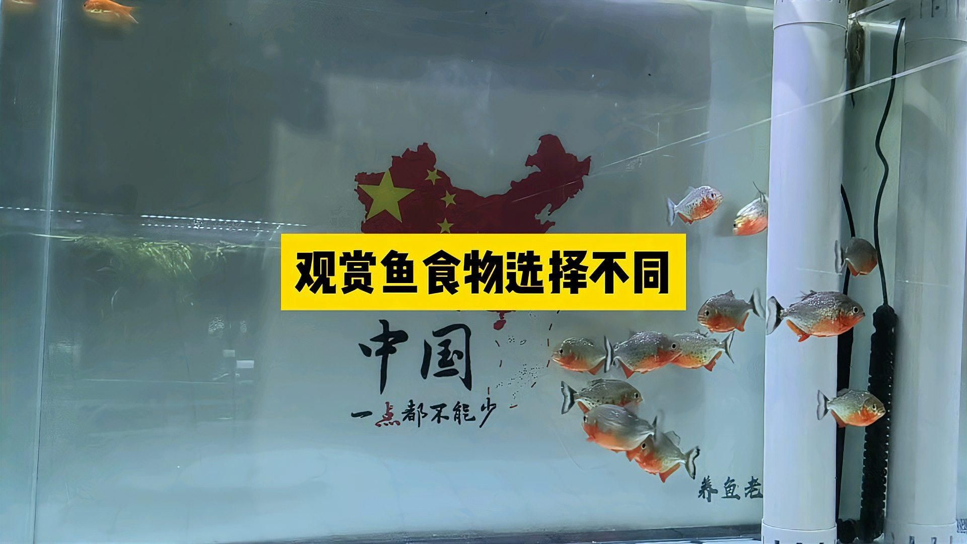 杜龍魚一周吃幾次合適，杜龍魚一周喂幾次，關(guān)鍵看它的生長階段和體質(zhì)和體質(zhì)狀況