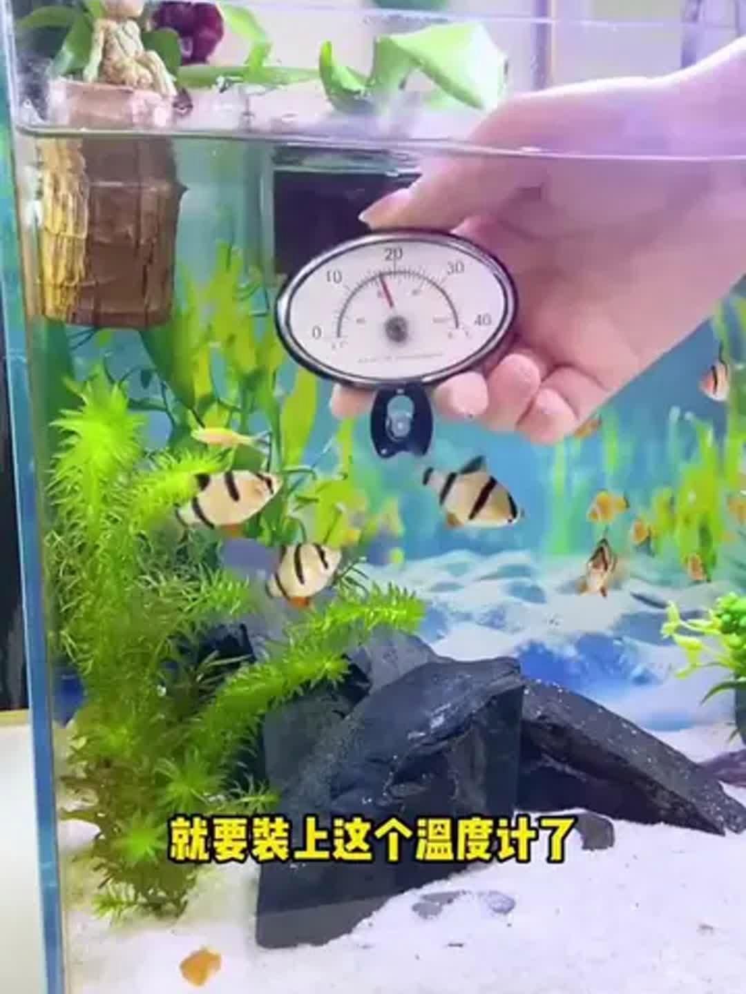 如何監(jiān)測魚缸水溫？，如何監(jiān)測魚缸水溫