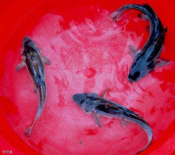 淮上龍魚的產地在哪里？，淮上龍魚有哪些特點？