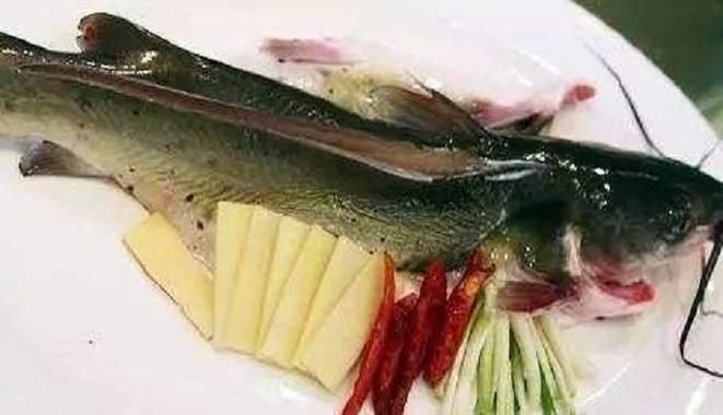 淮上龍魚的產地在哪里？，淮上龍魚有哪些特點？