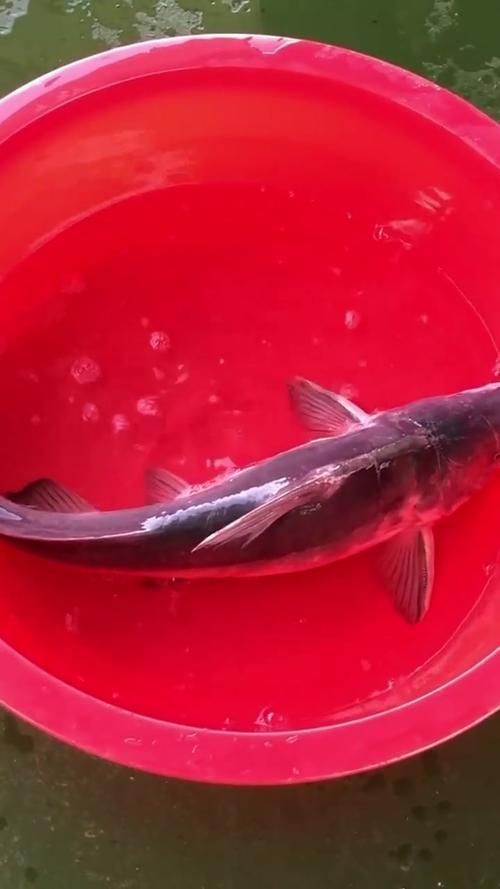 淮上龍魚的產地在哪里？，淮上龍魚有哪些特點？