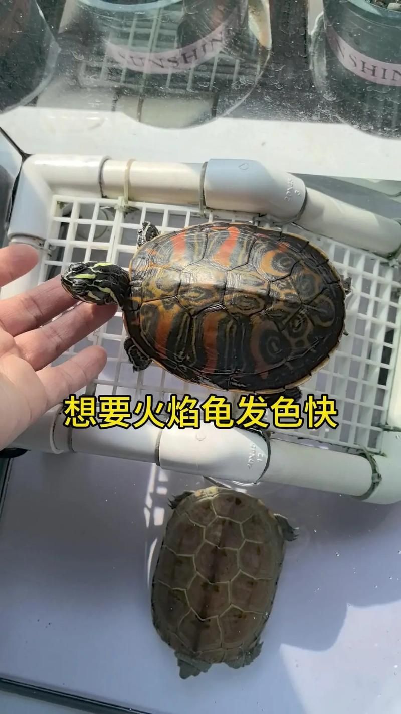 如何判斷龜是否增色成功，如何判斷龜增色成功