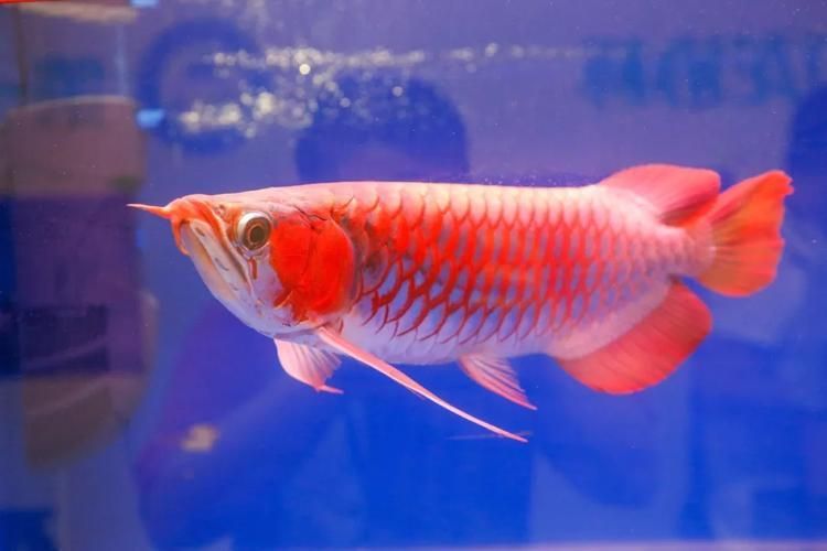 如何辨別真假武強(qiáng)龍魚(yú)？，如何辨別真假武強(qiáng)龍魚(yú)