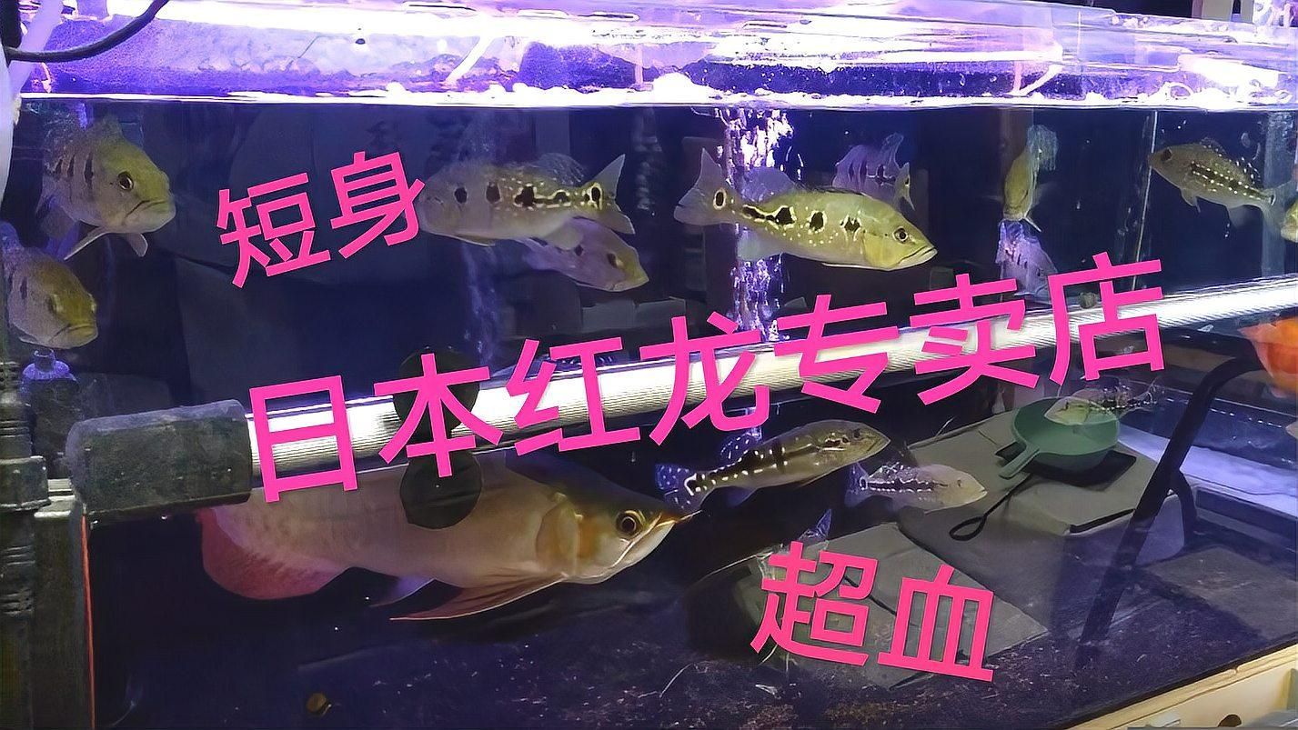 紅龍魚最貴的三個品種，世界上最貴的三種紅龍魚品種