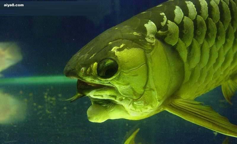 如何判斷龍魚是否被過壓養？，判斷龍魚是否被過壓養，如何判斷龍魚是否被過壓養