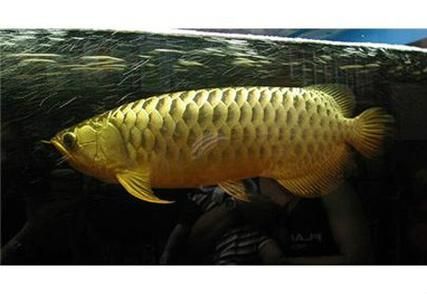 游龍魚的分布范圍有哪些，mcp工具之游龍魚