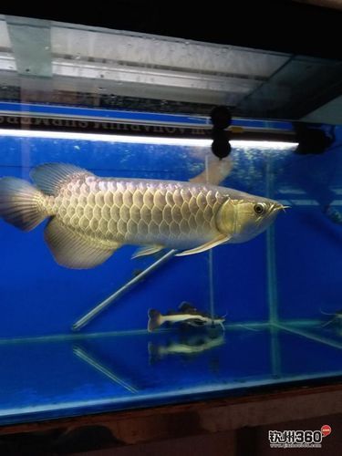 給我一些過背點金龍魚的護理圖片，過背金龍魚養(yǎng)護 給我一些過背點金龍魚的護理圖片，過背金龍魚養(yǎng)護 龍魚百科 第20張