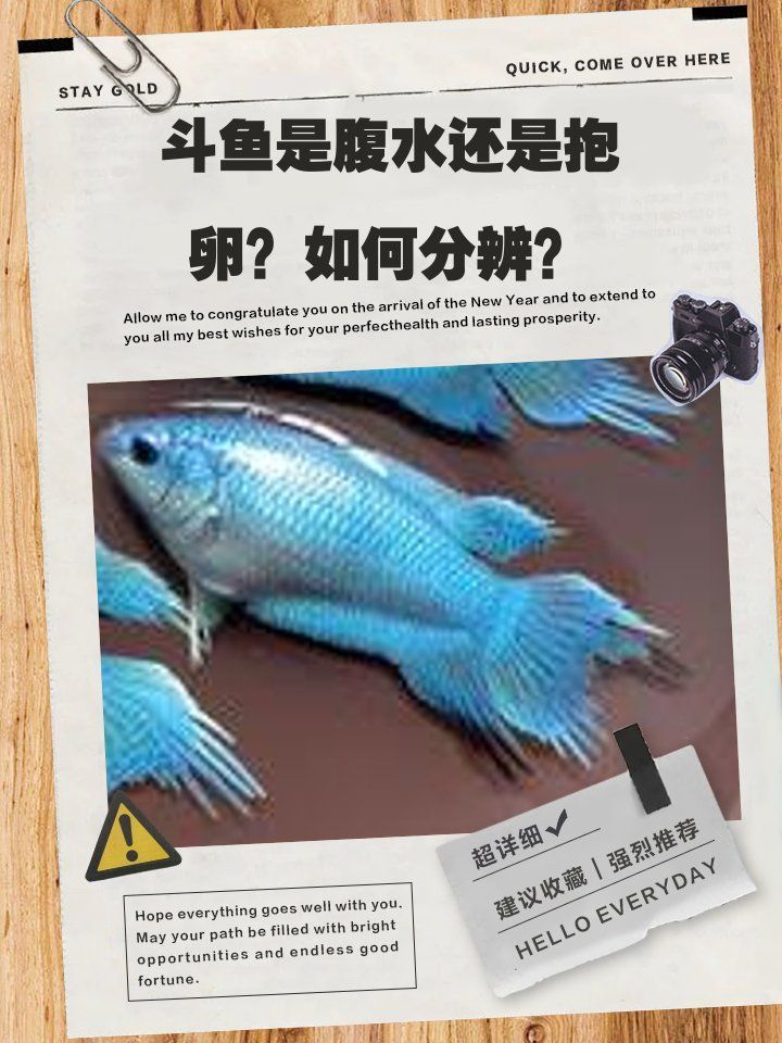 如何判斷魚是否患有腹水，觀賞魚肚子鼓脹可能是腹水病杏芒