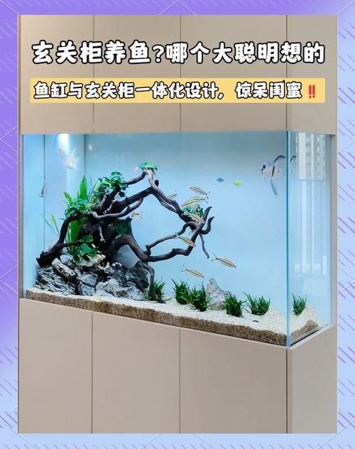 青秀龍魚的飼養難度如何？