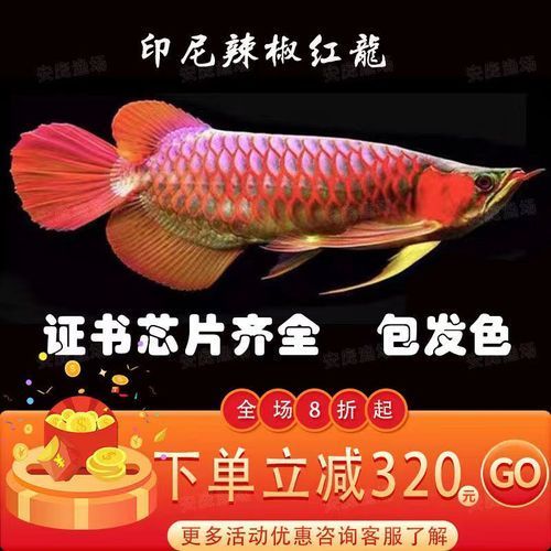 紅辣椒紅龍魚價格，紅辣椒紅龍魚的價格是多少紅辣椒紅龍魚的最佳飼養溫度是多少