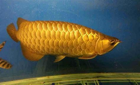 有哪些龍魚品種容易兜嘴？，什么品種的龍魚容易兜嘴？