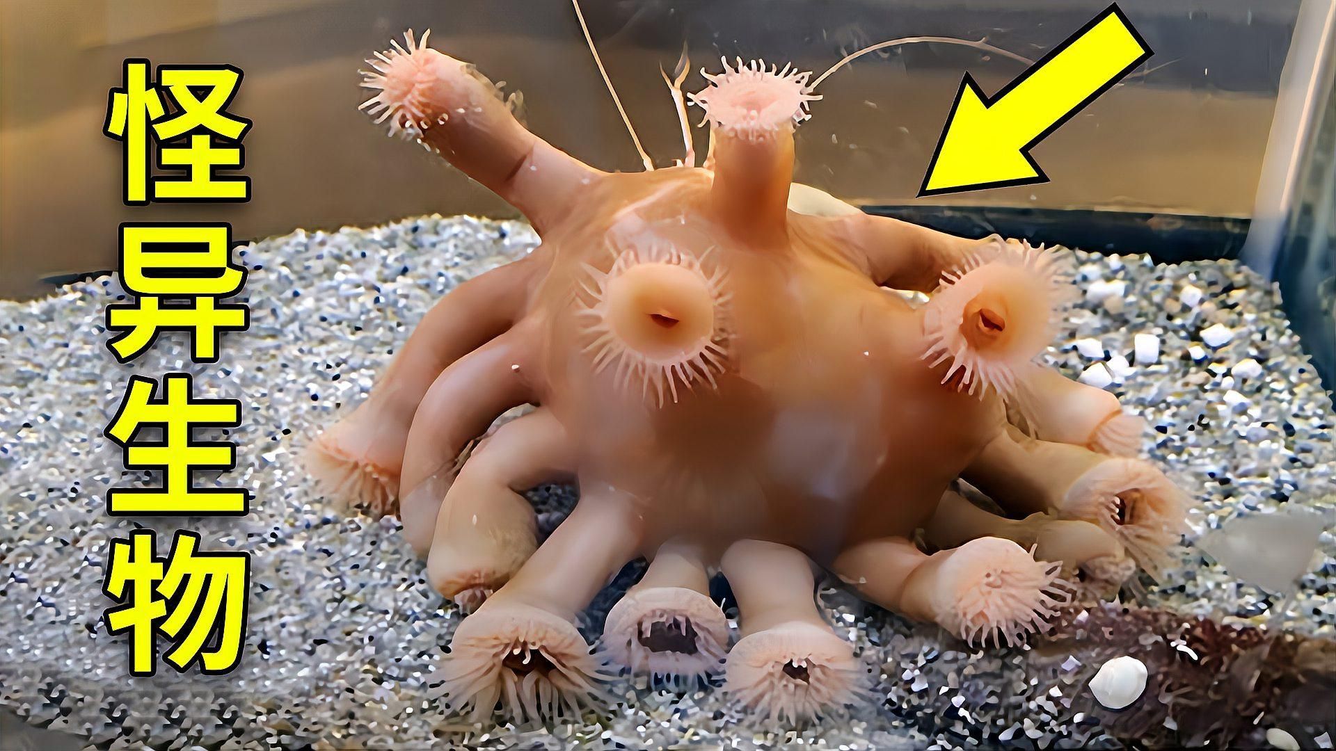能否提供更多關(guān)于海洋不明生物的信息，海洋不明生物的探索與探索與探索與發(fā)現(xiàn)的神秘生物