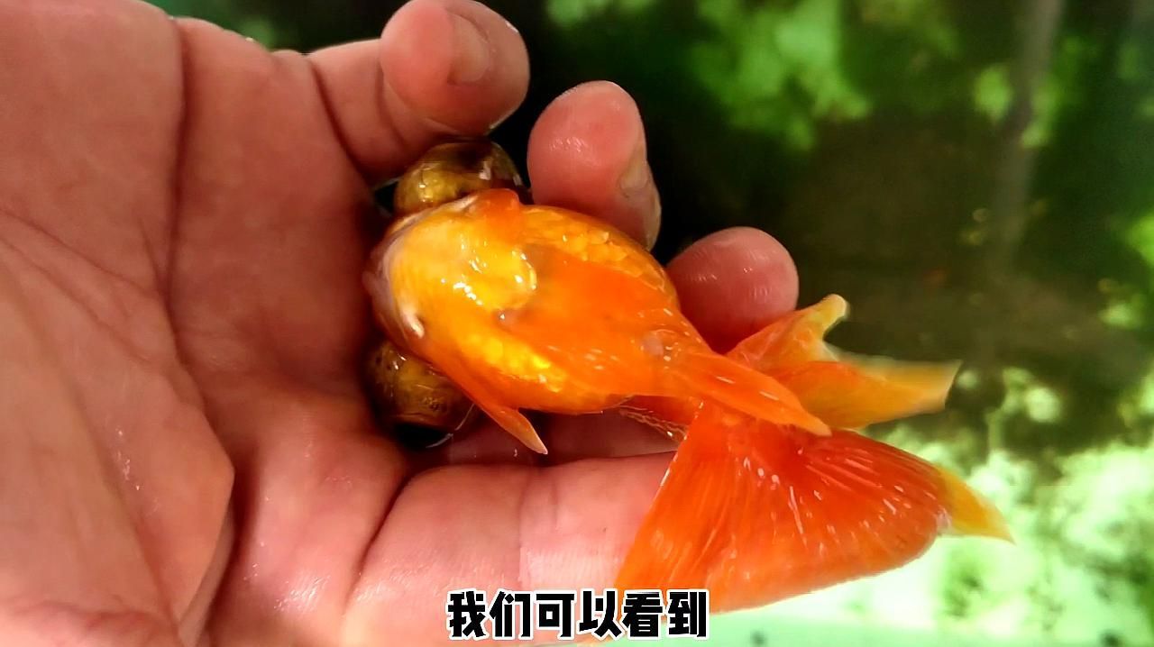 魚身上有血絲會自己好嗎，魚身上出現(xiàn)血絲會自己好嗎？