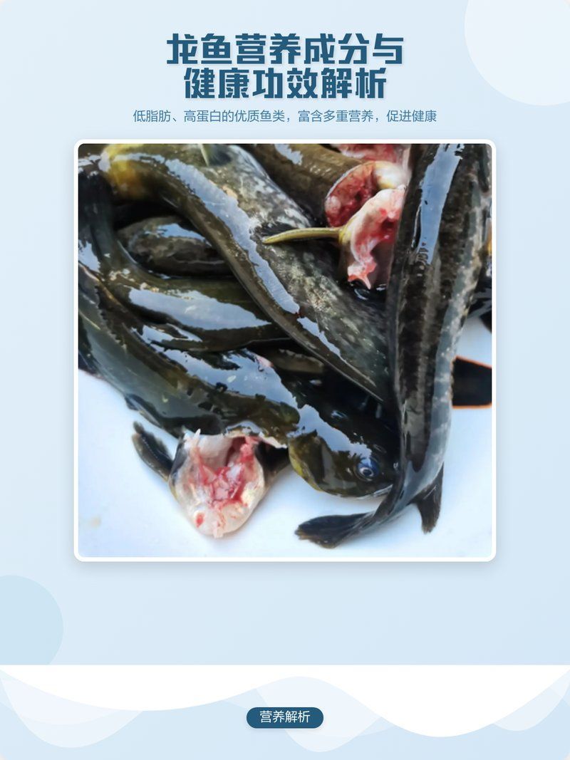 小龍魚的營養價值有哪些？，小龍魚的營養價值與作用