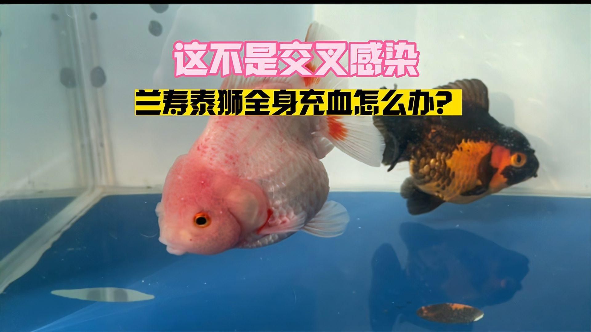 有哪些藥物可以有效治療魚身充血，魚身充血怎么辦