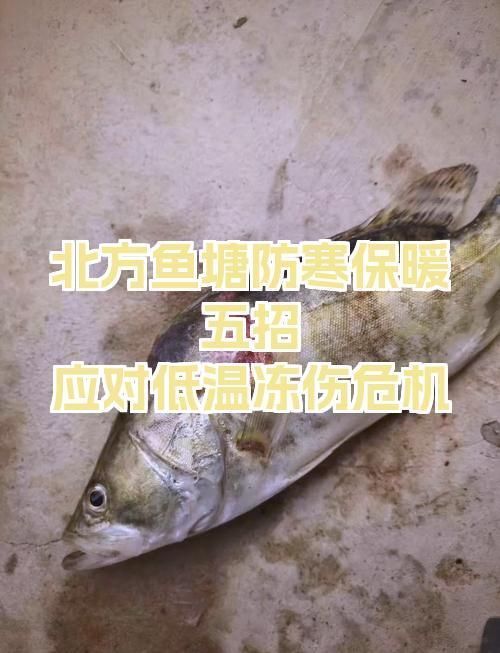 如何預防魚受傷，arxiv論文助手arxiv論文助手arxiv論文助手