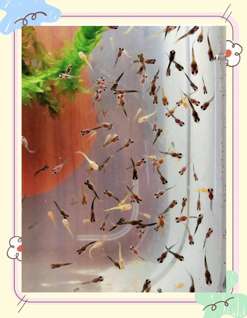 孔雀魚的最佳飼養(yǎng)溫度是多少，孔雀魚的最佳飼養(yǎng)溫度是[需手動填充]至26℃,24℃至26℃,24℃至[需手動填充]