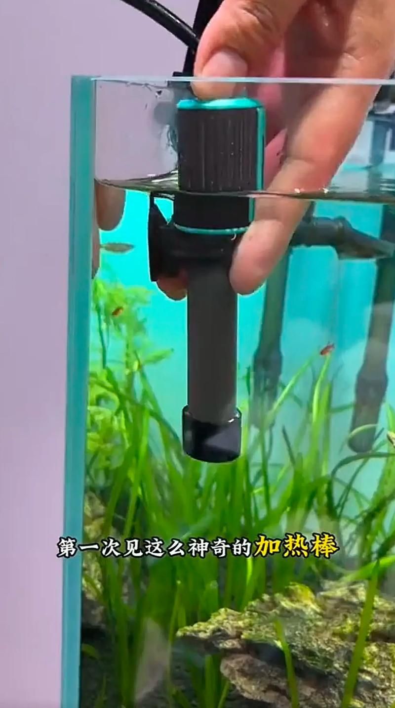 如何預防魚兒趴缸，養魚技術之魚兒趴缸