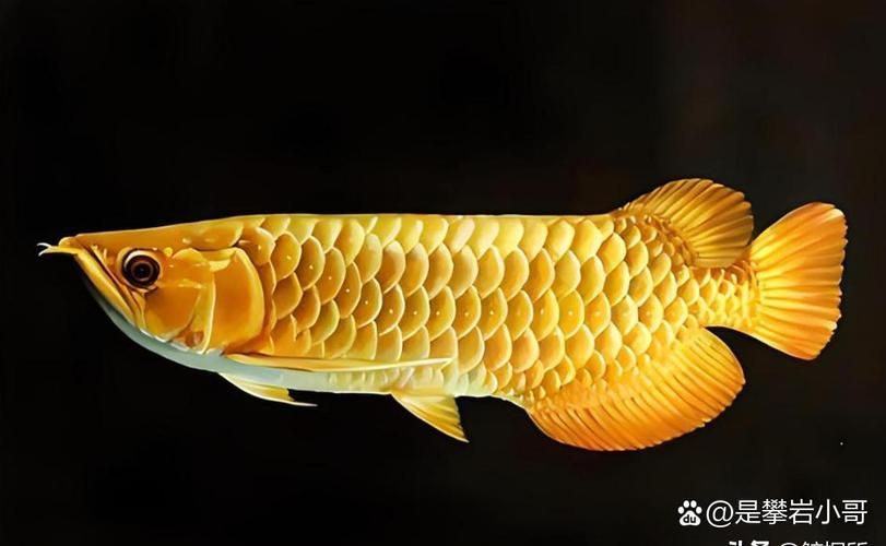 龍魚飼養需要哪些注意事項？，免龍魚撞擊缸受傷