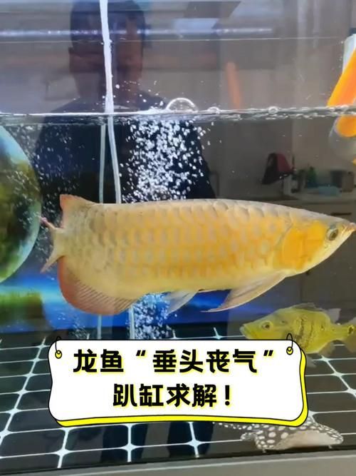龍魚趴缸不動如何急救，龍魚趴缸不動急救指南