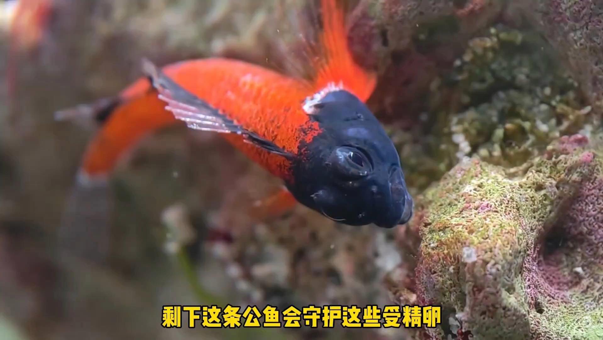 有哪些常見的魚類交配行為