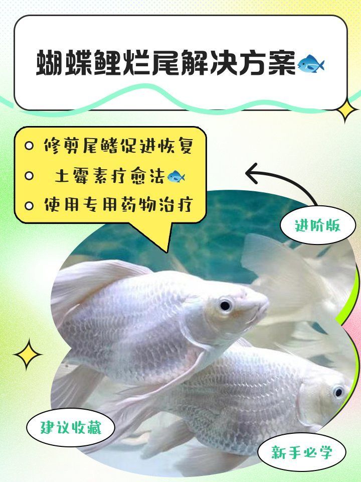 如何判斷魚是否健康，如何判斷魚的健康狀況