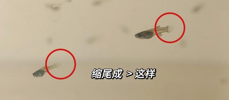有哪些魚尾巴感染案例，如何判斷魚尾巴是否感染病毒