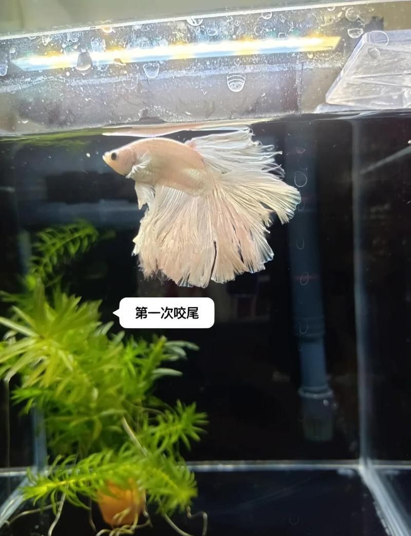 有哪些魚尾巴感染案例，如何判斷魚尾巴是否感染病毒