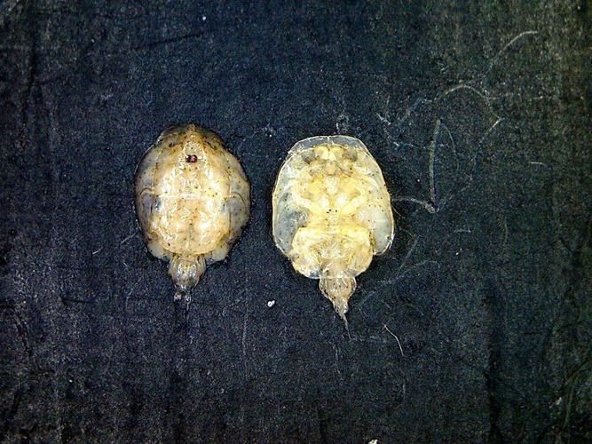 魚虱寄生蟲有哪些種類，argulusfoliaceusfoliaceus寄生蟲的科學分類體系