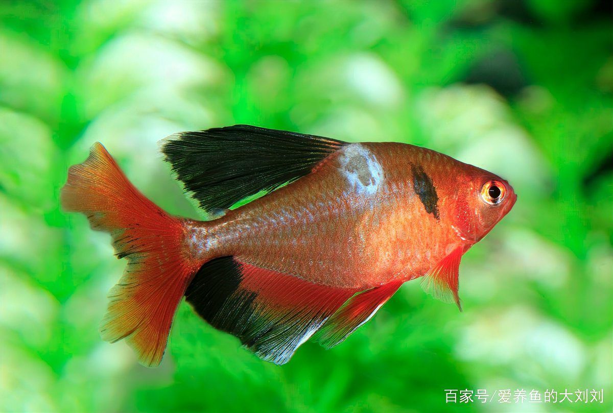 如何預防銀龍魚水霉病，銀龍魚水霉病預防
