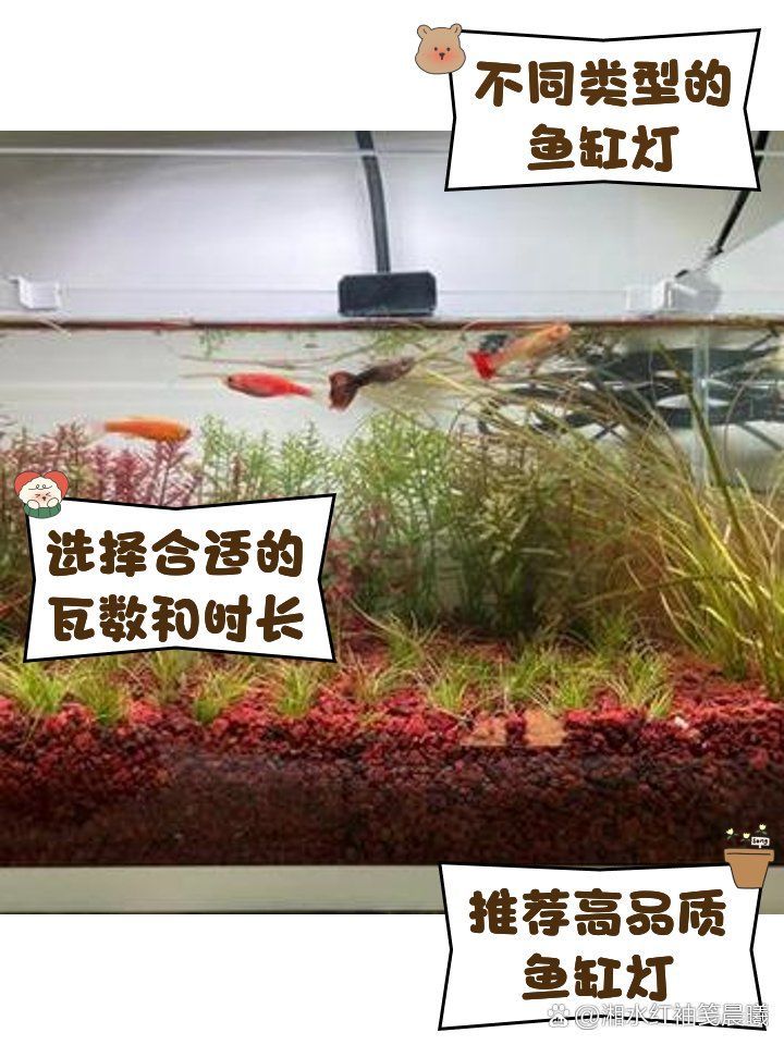 40缸養(yǎng)魚(yú)需要開(kāi)多大的燈，40缸養(yǎng)魚(yú)需要多久開(kāi)一次燈