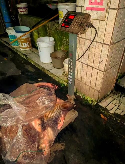 還有哪些類似偷龍魚的案件？，“偷龍魚”是什么意思