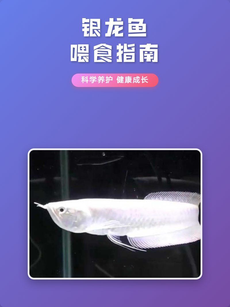 七彩銀龍魚多久喂一次，七彩銀龍魚喂養指南