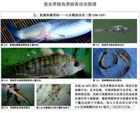 詳解（1000字和配圖）龍魚白色絮狀物不治療會死嗎？，龍魚身上出現(xiàn)白色絮狀物怎么辦