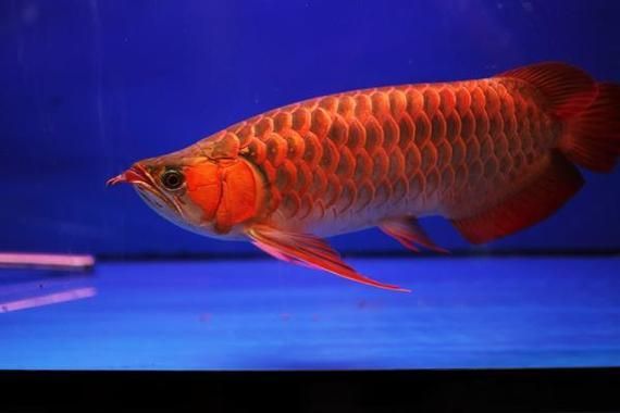給我更多紅色龍魚的圖片，紅色龍魚是什么？