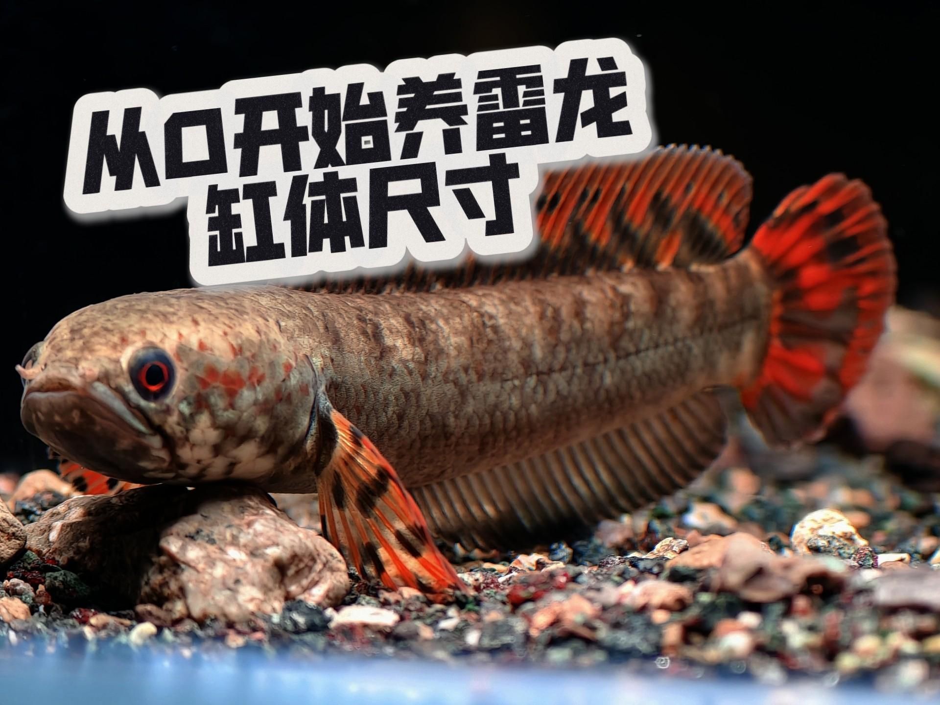 如何判斷龍魚的血統純度