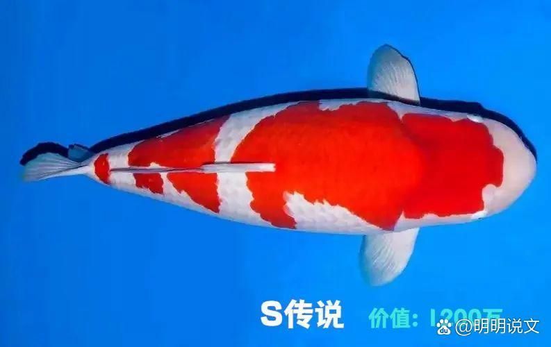 龍魚和錦鯉的價格差異大嗎？，龍魚和錦鯉哪個更受歡迎龍魚和錦鯉哪個更受歡迎