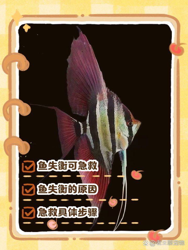 有哪些方法可以幫助神仙魚恢復平衡，神仙魚失去平衡核心原因是魚鰾功能紊亂或神經系統受損