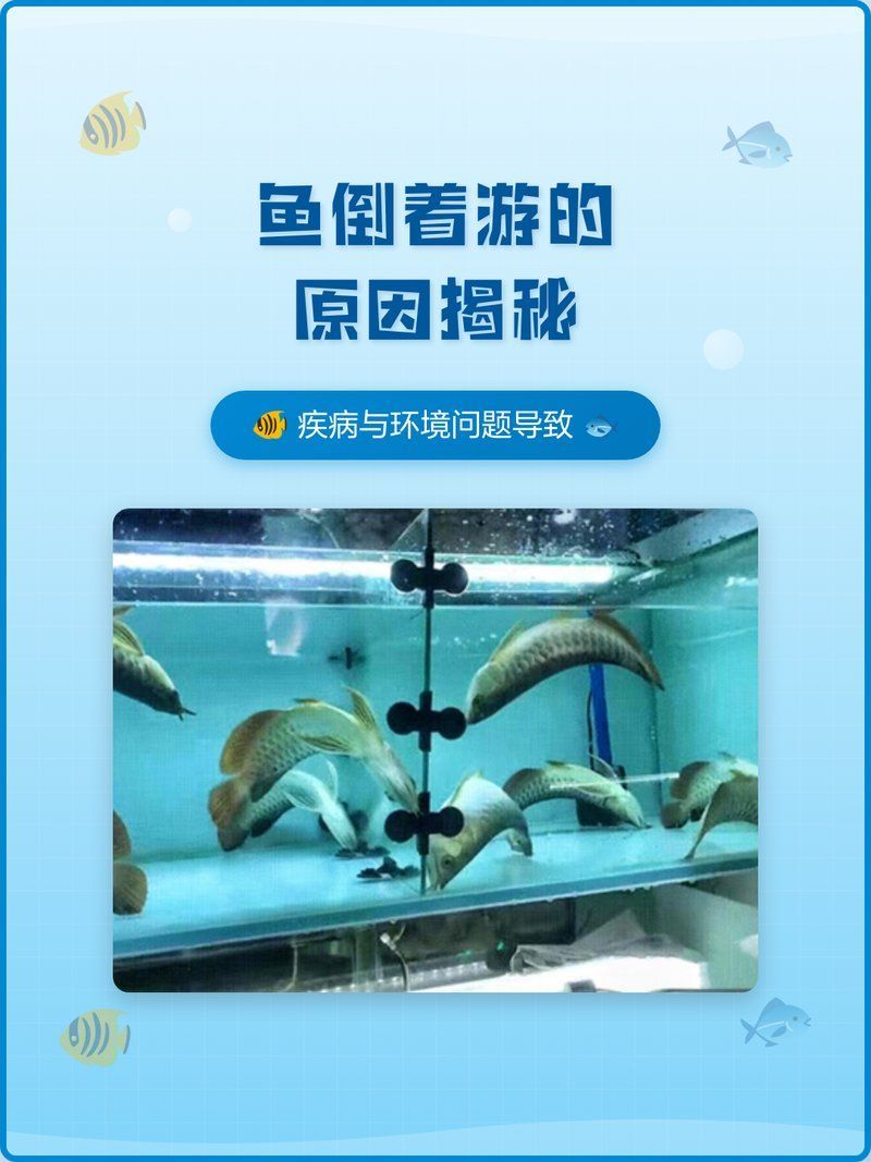 有哪些方法可以幫助神仙魚恢復平衡，神仙魚失去平衡核心原因是魚鰾功能紊亂或神經系統受損