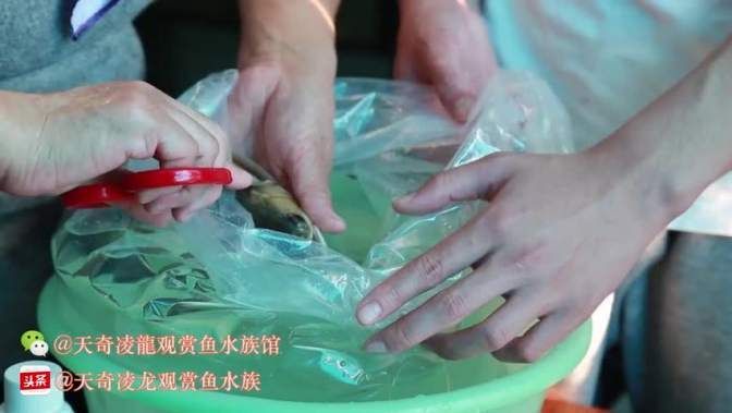 如何判斷龍魚(yú)是否處于翻鰓的末期？，龍魚(yú)翻鰓末期的判斷標(biāo)準(zhǔn)與臨床特征詳解